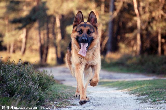 19个杀人最多的动物排行榜,你能想到第一位吗