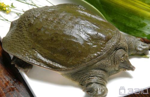 王八真的是用嘴排尿的吗? 33IQ让你越玩越聪明!