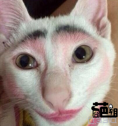 <em>奇葩姐</em>来也~摘自<em>空间</em>奇葩会 33IQ让你越玩越聪