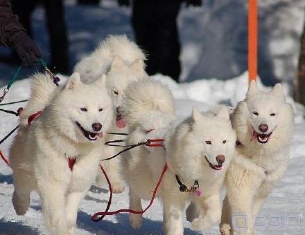 【雪橇犬比赛】画风差距太大,别被吓到.