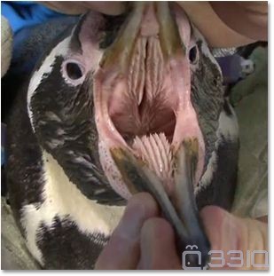 原来,萌萌的企鹅的舌头上居然长满了尖尖的牙齿!请问,这是真的吗?