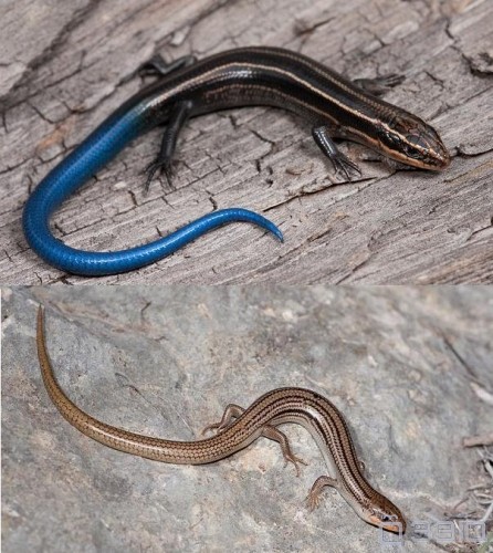 又是一种符合所谓的"五线蓝尾石龙子"的种类,图中左上是幼体,右上是