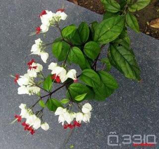 a,商陆 b,九牛力 c,龙吐珠 d,使君子 0 答案: 解析: 赞        7