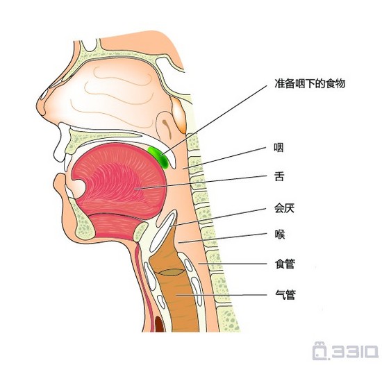 咽的形态结构图片