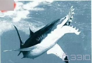 剪齿鲨&旋齿鲨